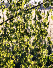 hanging birch branches with interesting leaf shape, similar to maple leaf, light from behind, green natural background