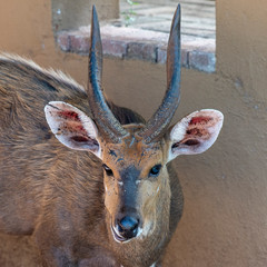 Bushbuck or Imbabala [Tragelaphus sylvaticus] © Marcin Kumorek