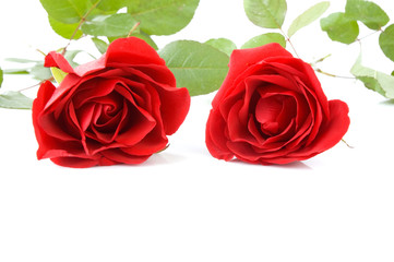 Red rose and rose petals for st valentine's day
