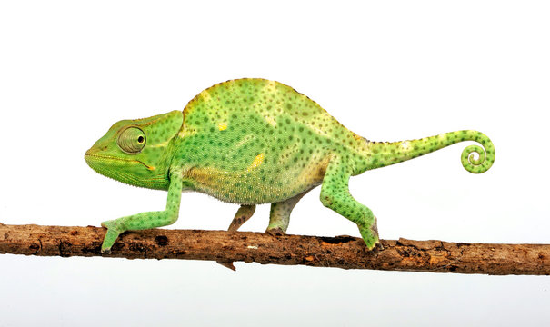 Usambara three-horned chameleon / Usambara-Dreihorncham&auml;leon (Trioceros deremensis)