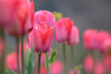 チューリップの花　春イメージ