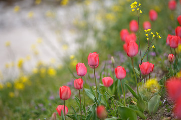 チューリップの花　春イメージ