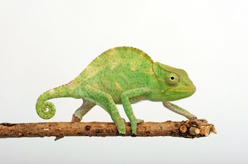 Usambara three-horned chameleon / Usambara-Dreihornchamäleon (Trioceros deremensis) © bennytrapp