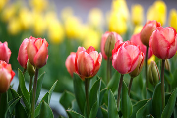 Fototapeta premium チューリップの花 春イメージ