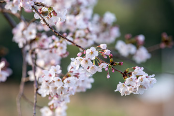 桜の花　春イメージ