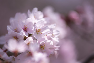 桜の花　春イメージ