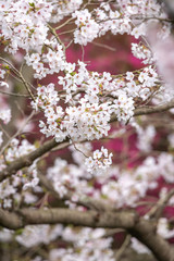 桜の花　春イメージ