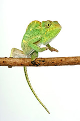 Usambara three-horned chameleon / Usambara-Dreihornchamäleon (Trioceros deremensis) © bennytrapp