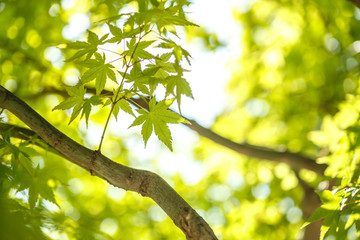 緑のモミジ　初夏イメージ