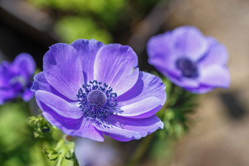 Obraz premium アネモネの花 春イメージ