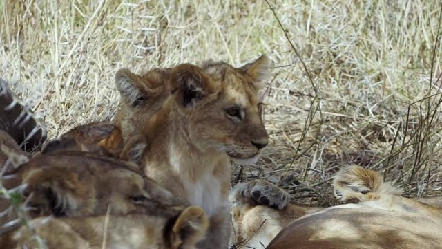 Lion cub in Serengeti National Park, Tanzania, Africa