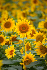 Fototapeta premium ヒマワリの花 夏イメージ