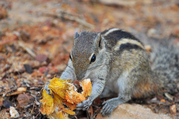 Indian palm squirrel (Funambulus palmarum). Sri Lanka