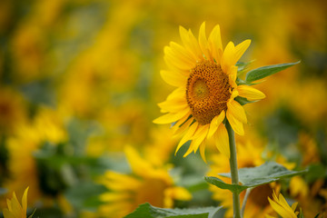 ヒマワリの花　夏イメージ
