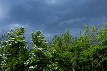 Obraz premium Spring in the village . Fresh green foliage and white bird cherry blossoms on the shrub . Blue stormy sky in the background.