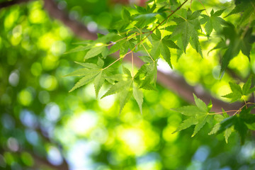緑のモミジ　初夏イメージ