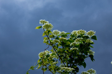 Spring in the village . Fresh  foliage and white bird cherry blossoms on the shrub . Blue stormy sky in the background.