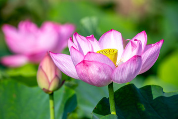 蓮の花　初夏イメージ