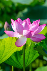 Obraz premium 蓮の花 初夏イメージ