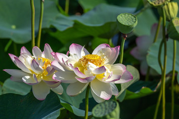 蓮の花　初夏イメージ