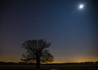 Fototapeta na wymiar Full moon over a tree in a meadow