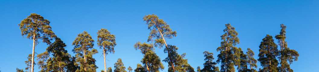 panorama of pines against the blue sky
