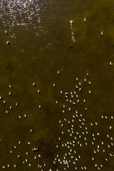 Aerial of pink flamingoes in Korission Lake in Greece