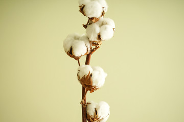 Beautiful cotton branch close-up. Flat lay.