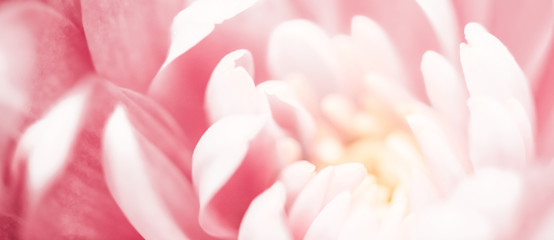 Pink daisy flower petals in bloom, abstract floral blossom art background, flowers in spring nature...