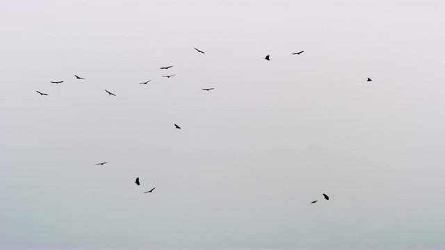 Flock of Birds in the Sky Flying in Various Directions