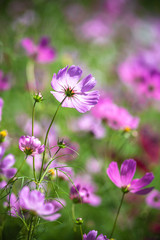 コスモス畑　秋イメージ