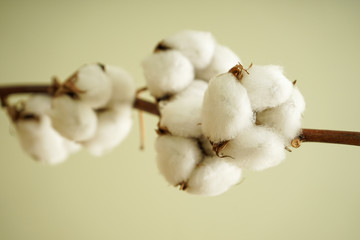 Cotton branch close-up flat lay.