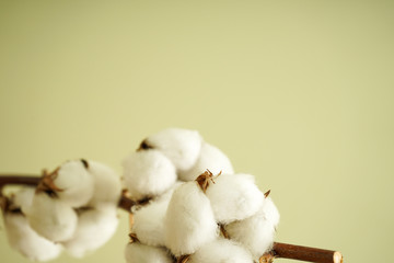 Beautiful cotton branch with place for text.