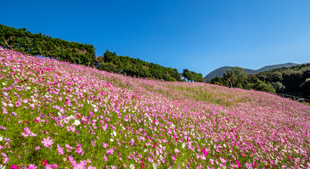 コスモス畑　秋イメージ