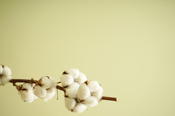 Beautiful cotton branch with place for text.