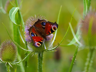 Fototapeta na wymiar Beautiful peacock butterfly, Aglais io, on a purple teasel flower in summer