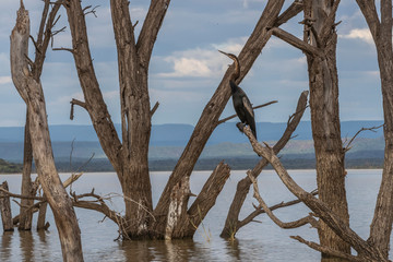 African Darter in the beautiful landscape of Lake Baringo, Kenya