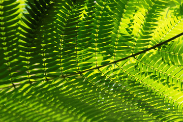 Fototapeta premium Cycads: seed plants with a very long fossil history that were formerly more abundant and more diverse than they are today.