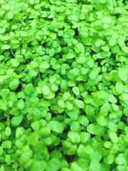 Basil sprouts. Natural background with fresh green leaves.