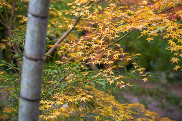 竹林と紅葉　和風の秋イメージ