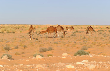 Camels in Sahara desert