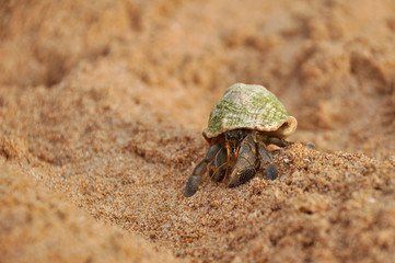 Hermit crab in a shell on the shore of the Indian Ocean.