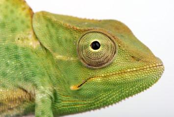Usambara three-horned chameleon / Usambara-Dreihornchamäleon (Trioceros deremensis) © bennytrapp