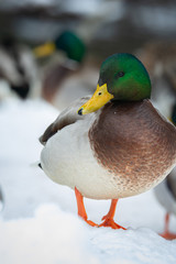 Mallard ducks thriving during the winter in Maine