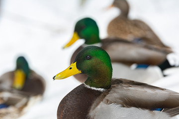 Mallard ducks thriving during the winter in Maine