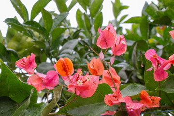 A very beautiful flower