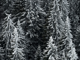 Frozen Trees in Forest Mountain 