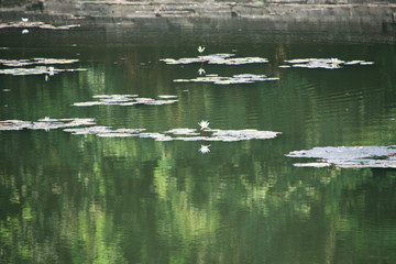 Several white wild lotus flowers are driving quietly on the calm lake
