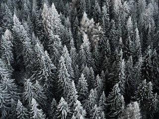 Frozen Trees in Forest Mountain 