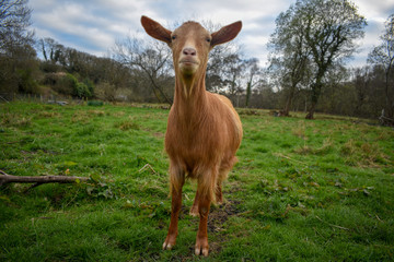 Golden Guernsey Goat